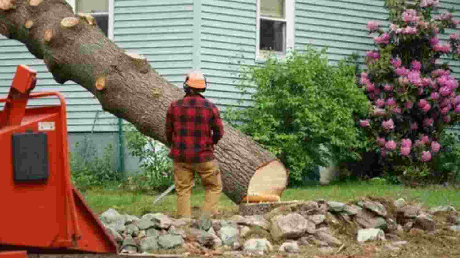 Top-Rated Emergency Tree Removal In St. Johns County, Fl